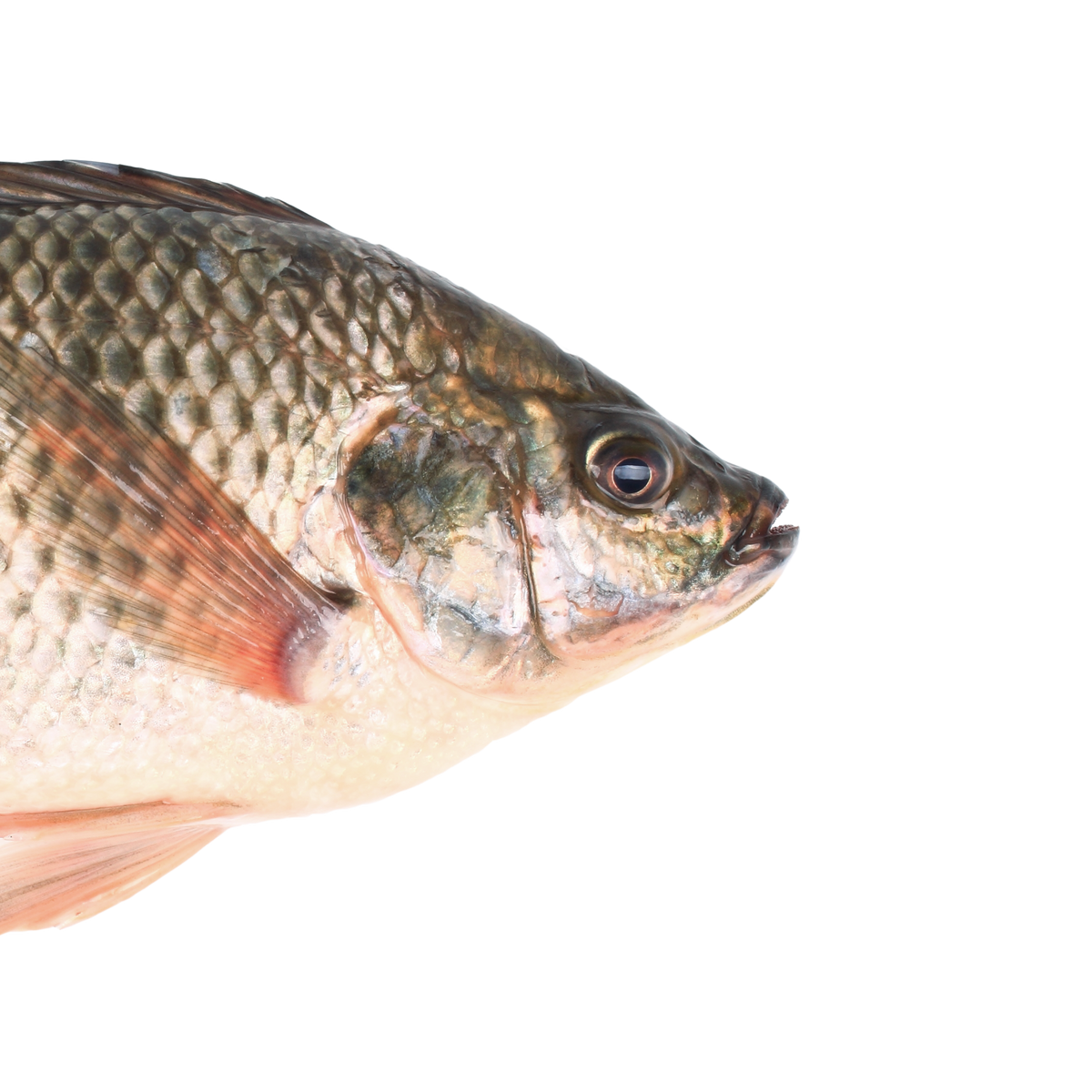Giv 1000 Fisk