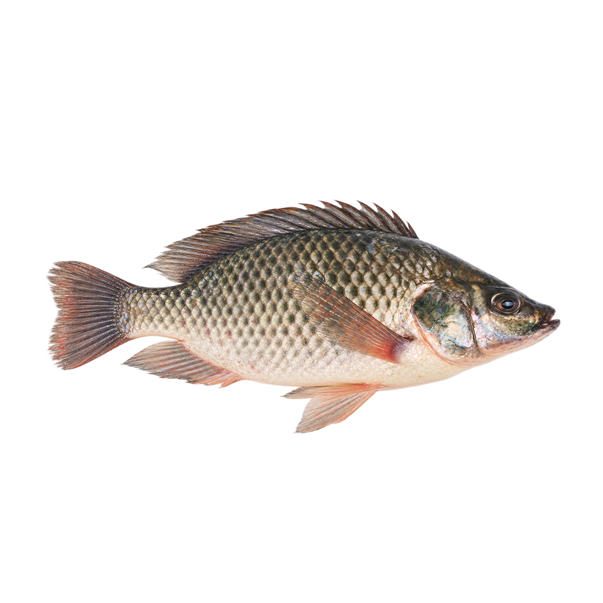 Fisk med sølvgrå skæl og rødlige finner. Giv 1000 fisk gennem Folkekirkens Nødhjælp, og hjælp familier i fattigdom med mad, indtægt og nye muligheder.