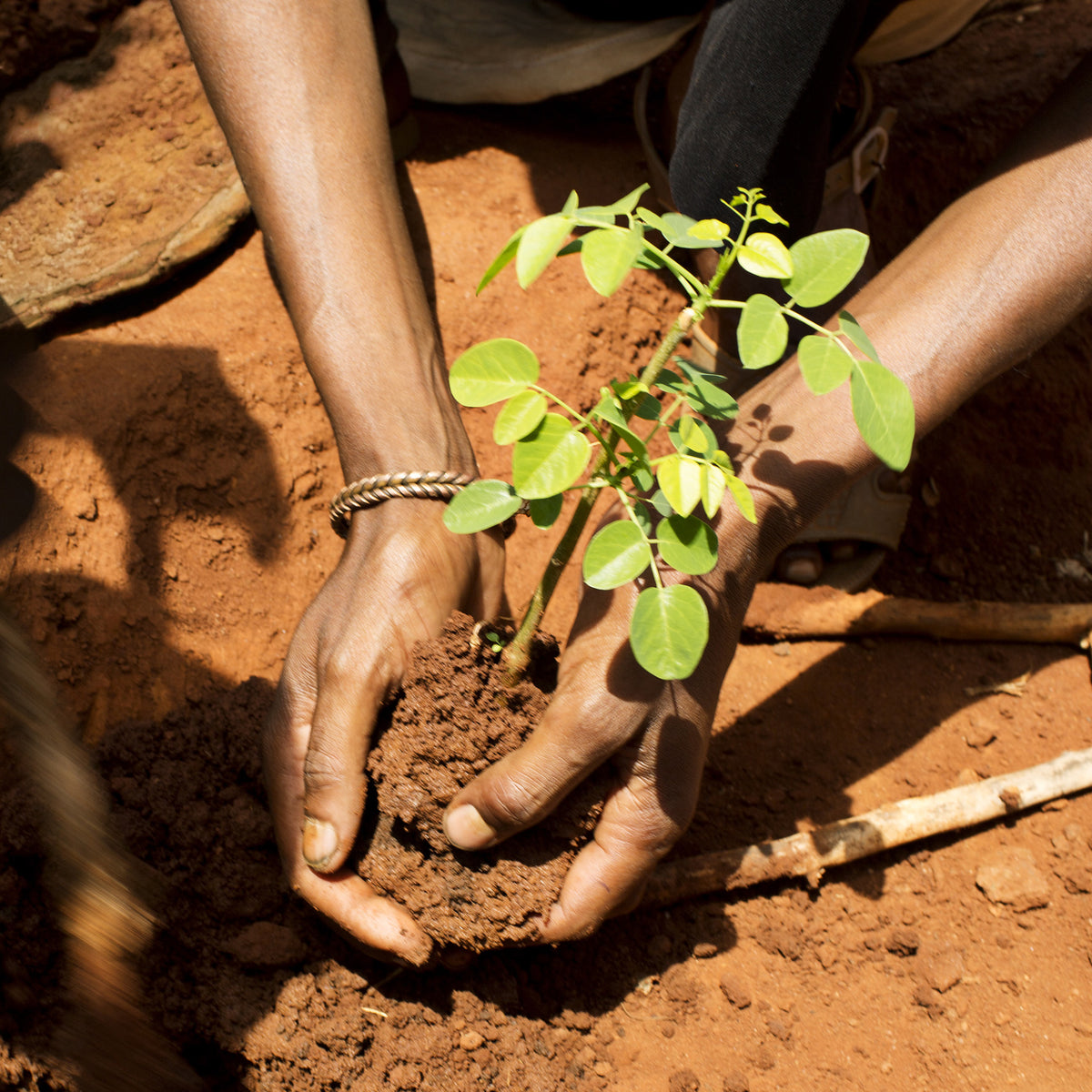 Et træ plantes i jorden i Malawi som en del af Folkekirkens Nødhjælps træplantningsprojekt